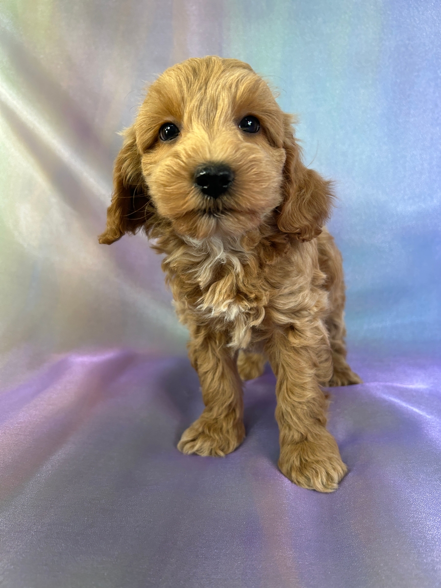Male Schnoodle Puppy for Sale DOB 1-15-2026 $950